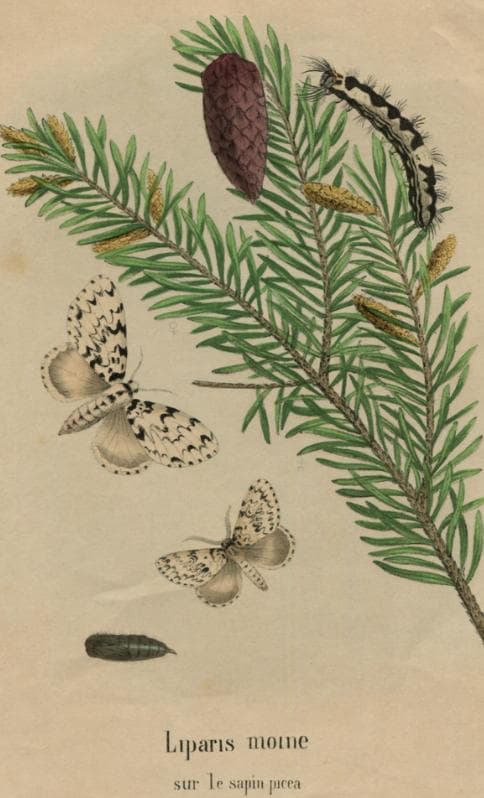 Antique Natural History Print - "Liparis Moine sur le Sapin Picea" (19th image 6