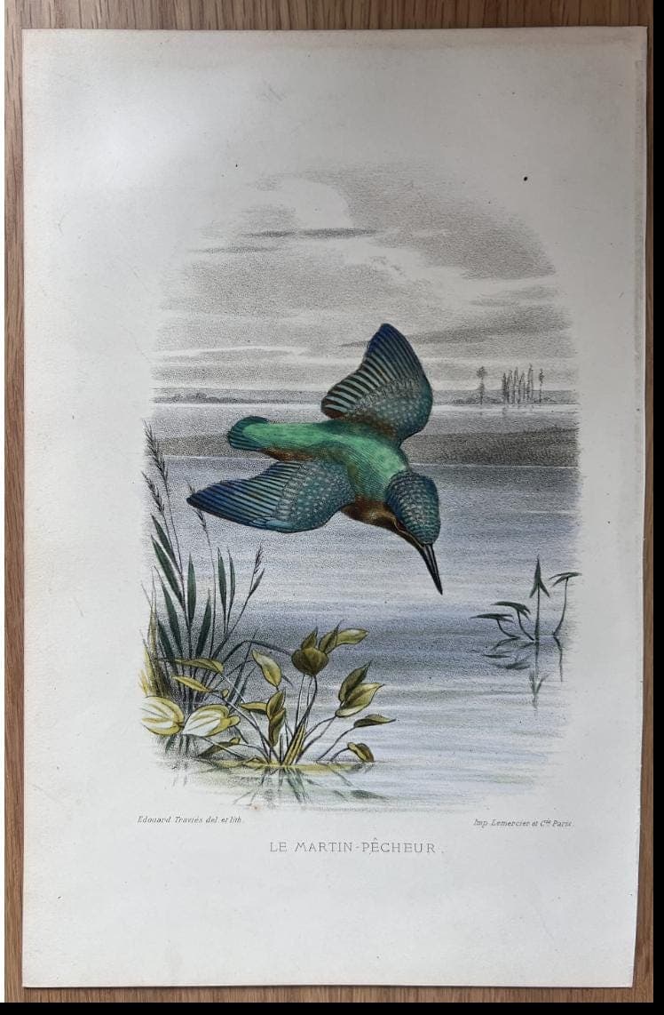 Antique Lithography Woodcock by Edouard TRAVIES (1809-1869) Kingfisher image 3