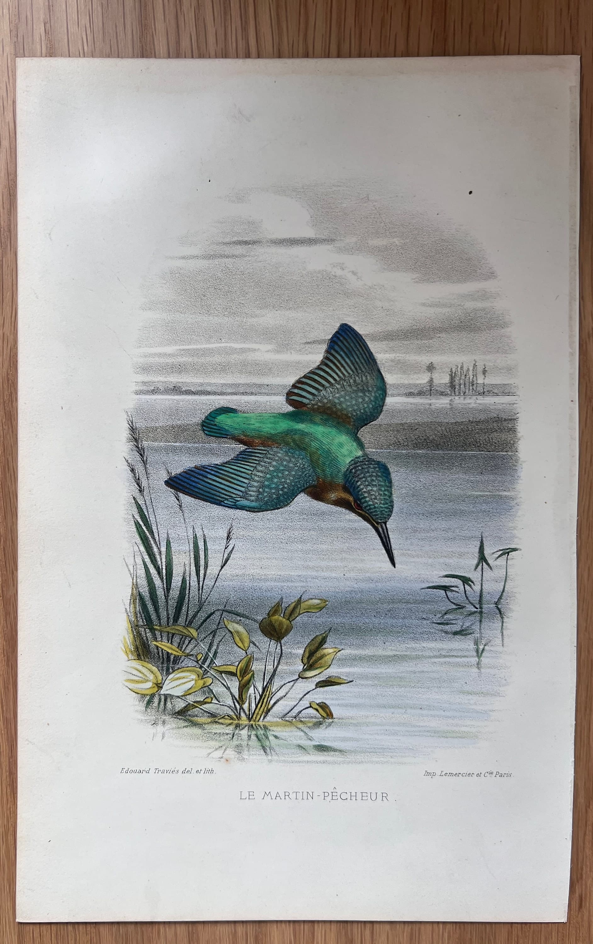 Antique Lithography Woodcock by Edouard TRAVIES (1809-1869) Kingfisher image 2