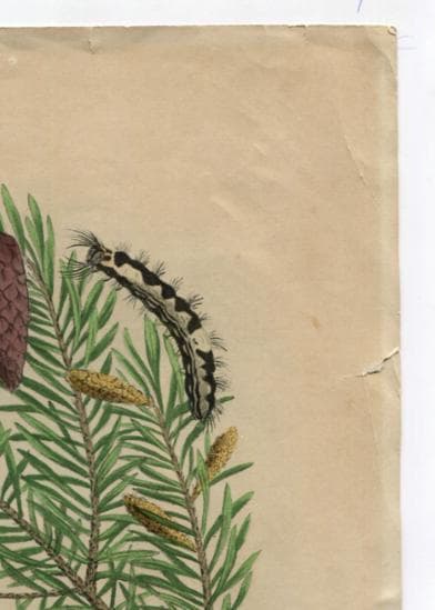 Antique Natural History Print - "Liparis Moine sur le Sapin Picea" (19th image 8