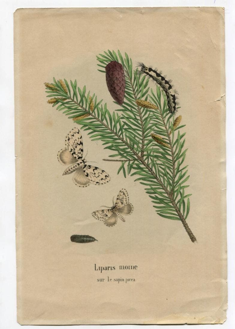 Antique Natural History Print - "Liparis Moine sur le Sapin Picea" (19th image 3