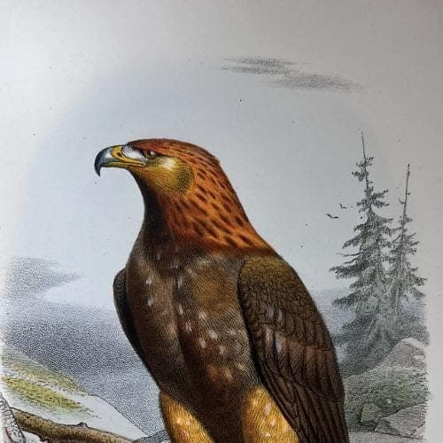Vintage Illustration of the Golden Eagle (L'Aigle Royal) by Edouard TRAVIES image 10