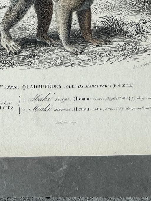 Antique Zoological Illustration of Lemurs (Lemuridae) by Edouard TRAVIES image 9