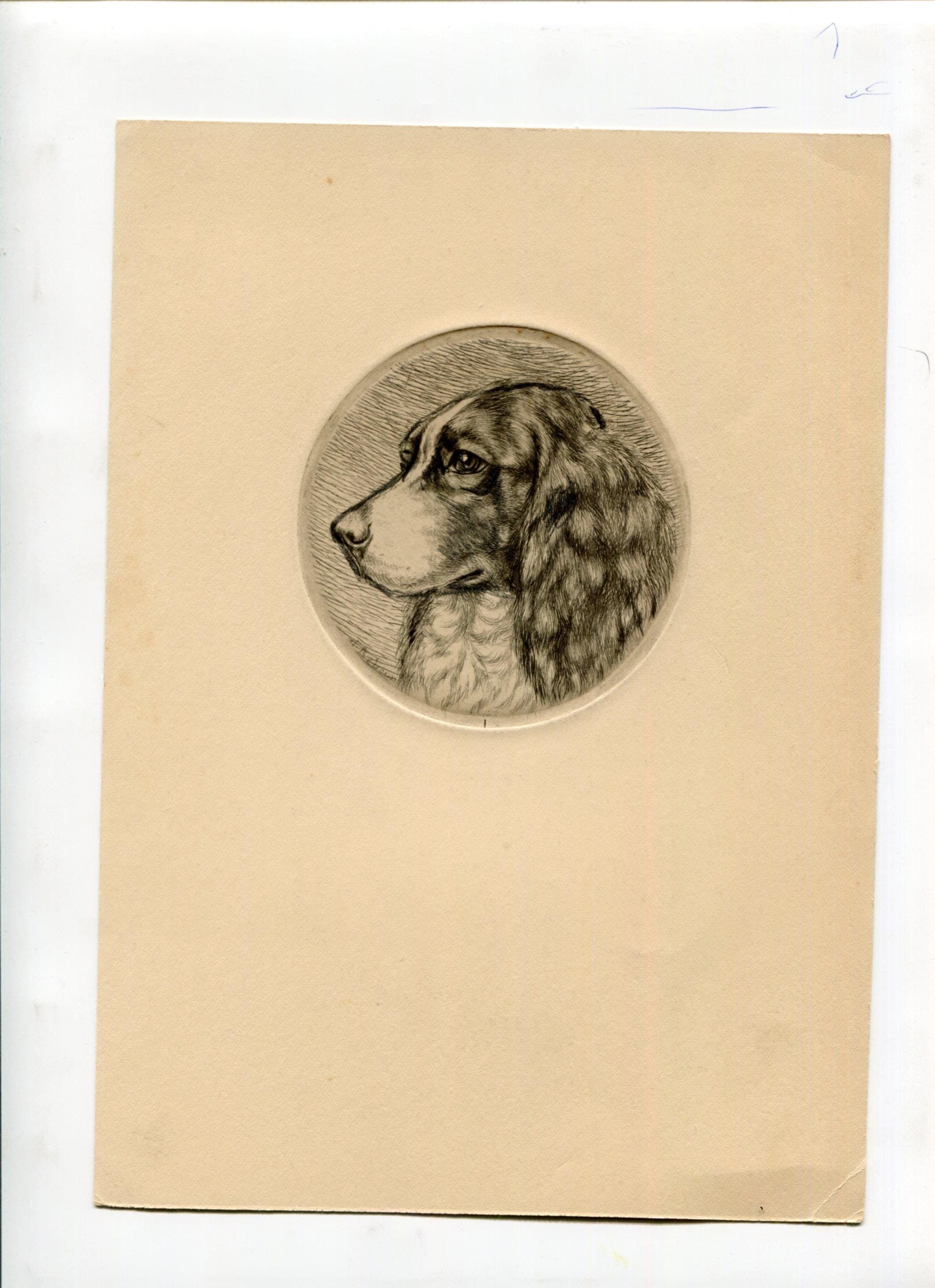 Vintage Springer Spaniel Etching 19th Century Animal Art Jacques REBOUR (XX) Dog image 1