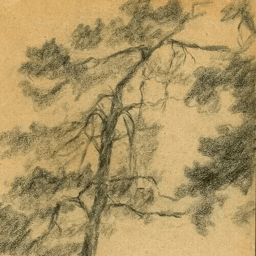 Vintage Pencil Original Drawing Tree, Vegetation, Landscape, Leaves Artwork image 2