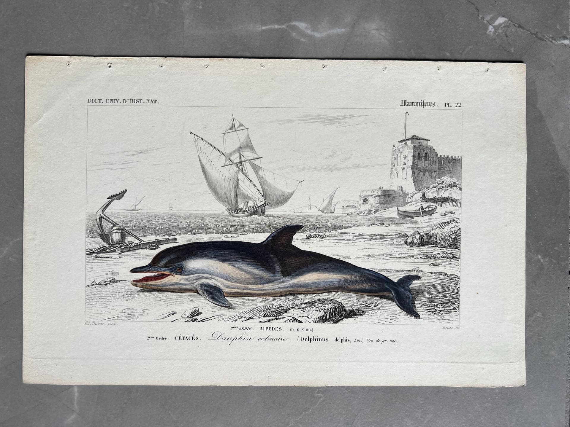 Antique Dolphin Illustration - 19th-Century Natural History Print - Vintage