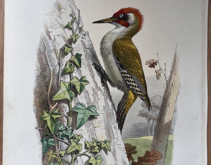 Vintage Ornithological Illustration by Edouard TRAVIES (1809-1869) Pic Vert image 4