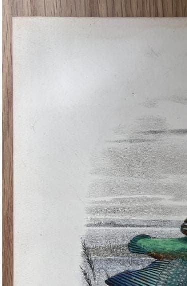 Antique Lithography Woodcock by Edouard TRAVIES (1809-1869) Kingfisher image 7