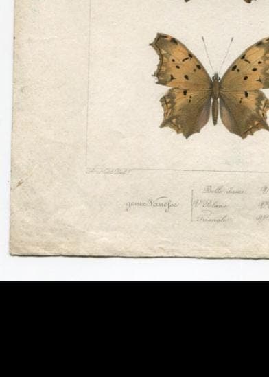 Antique Butterfly Illustration - Vintage Lepidoptera Art - 19th Century Natural image 9