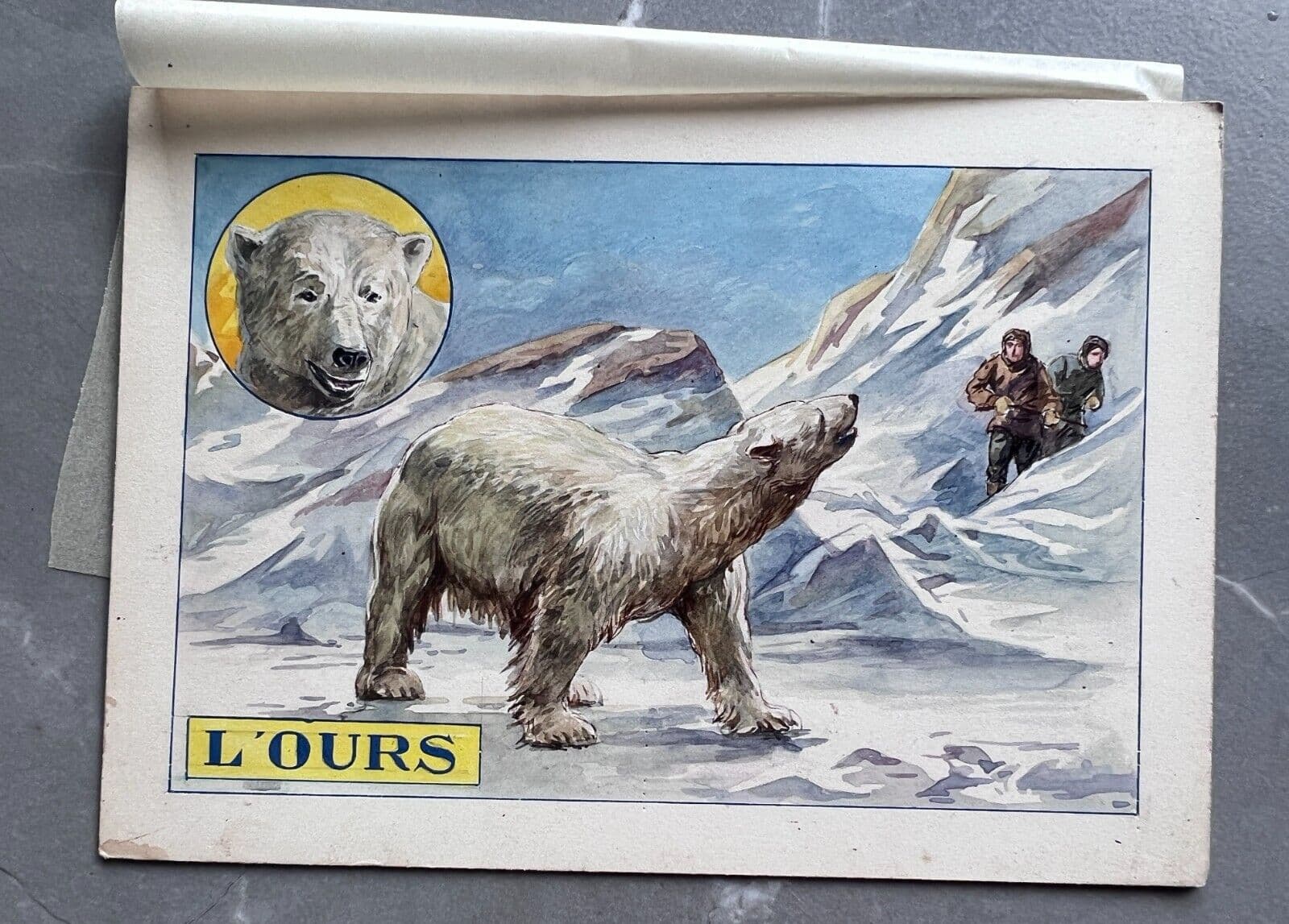 Drawing Illustration Polar Bear image 2