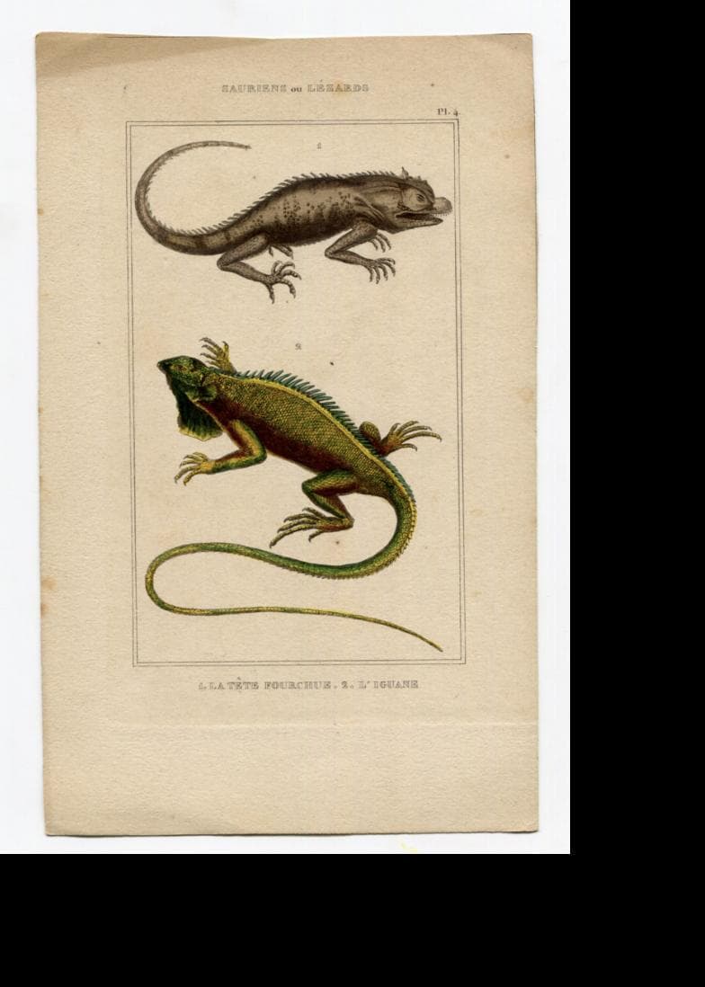 Antique Natural History Print - Lizards & Iguana Illustration image 3