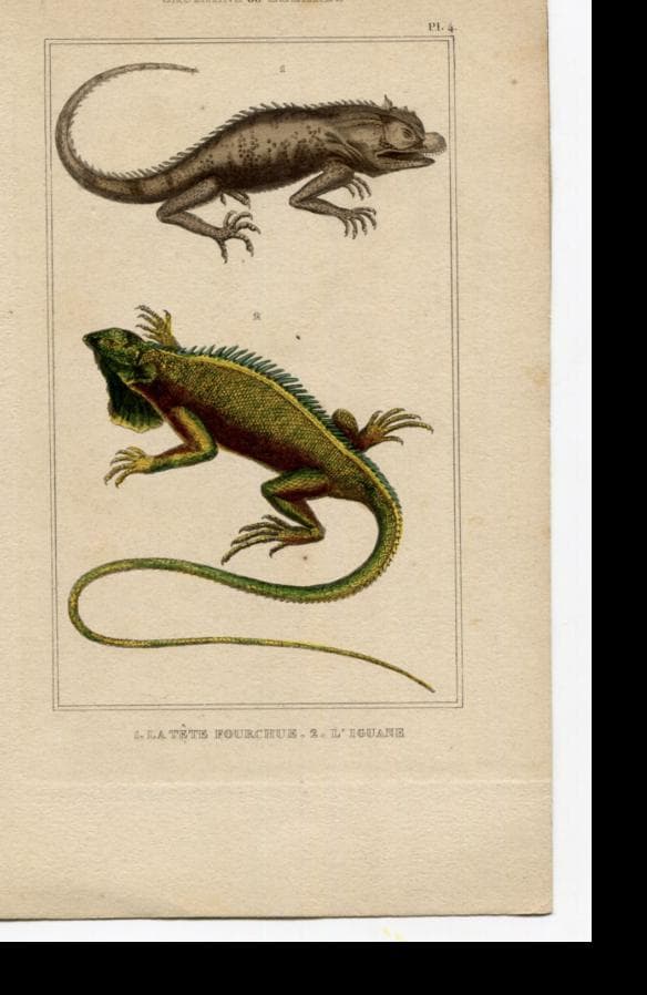 Antique Natural History Print - Lizards & Iguana Illustration image 5