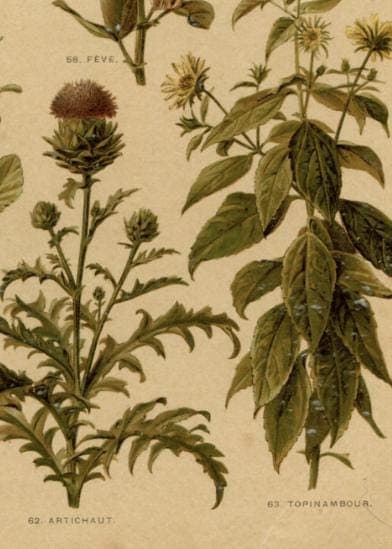 Antique Botanical Print - Plate VII from "Nos Fleurs" by Leclerc du Sablon image 10