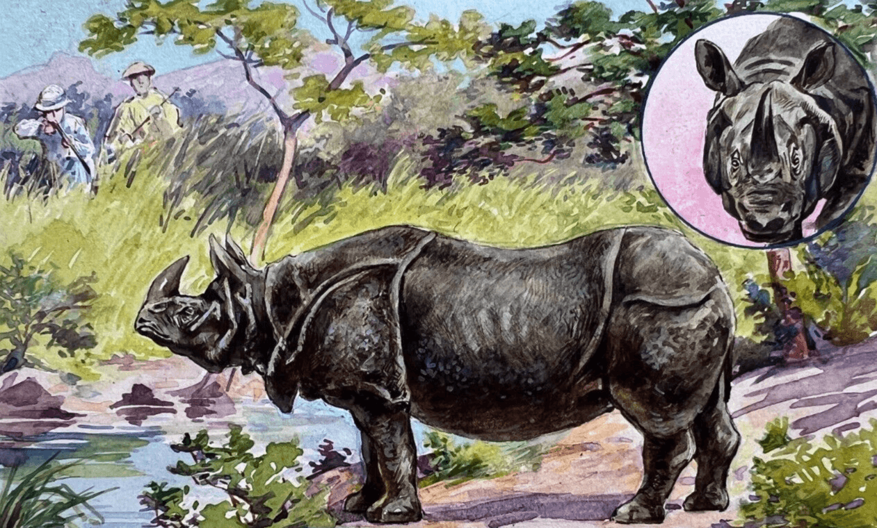 Drawing Illustration Rhinoceros image 1