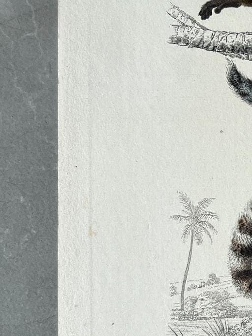 Antique Zoological Illustration of Lemurs (Lemuridae) by Edouard TRAVIES image 5