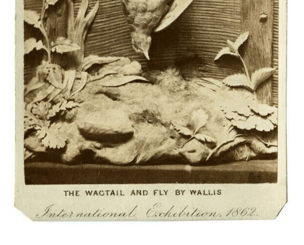 CDV Photograph - LONDON STEREOSCOPIC - International Exhibition, Still life 1862 image 5
