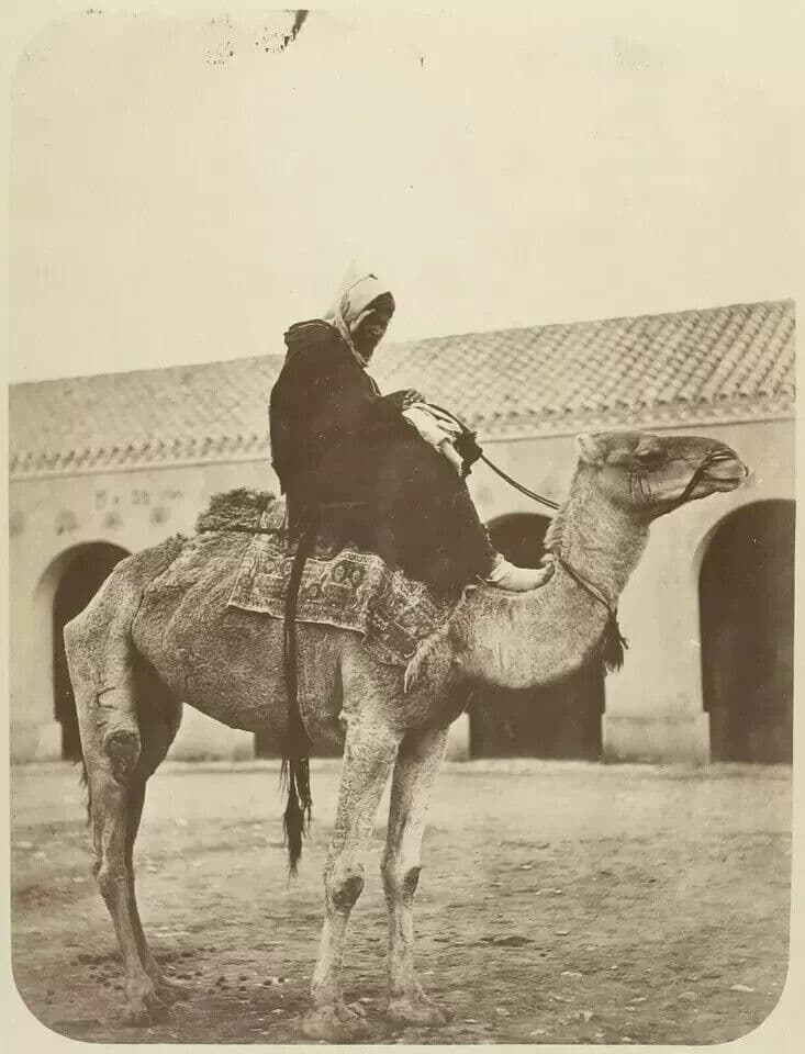 Vintage Photographs Mehari, Camel , Algérie Orient, Albumen c. 1880 image 4