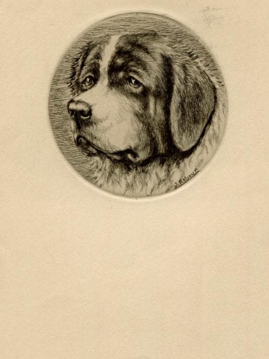 Antique Dog Portrait Illustration - St. Bernard Head Study - 19th Century Animal image 5