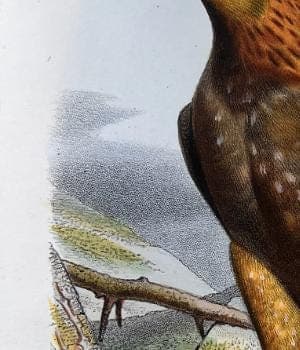 Vintage Illustration of the Golden Eagle (L'Aigle Royal) by Edouard TRAVIES image 5