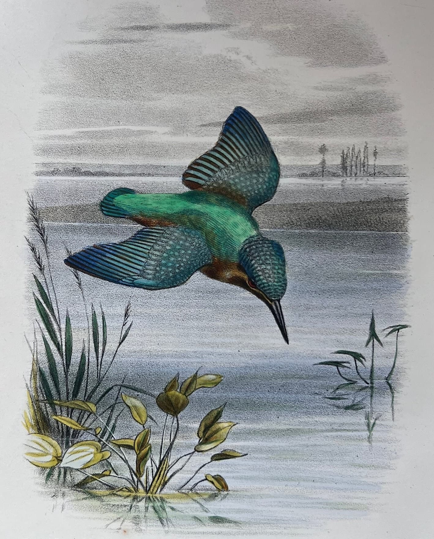 Antique Lithography Woodcock by Edouard TRAVIES (1809-1869) Kingfisher image 1