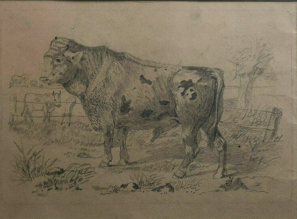 Drawing Cow, Animal, Bull image 1