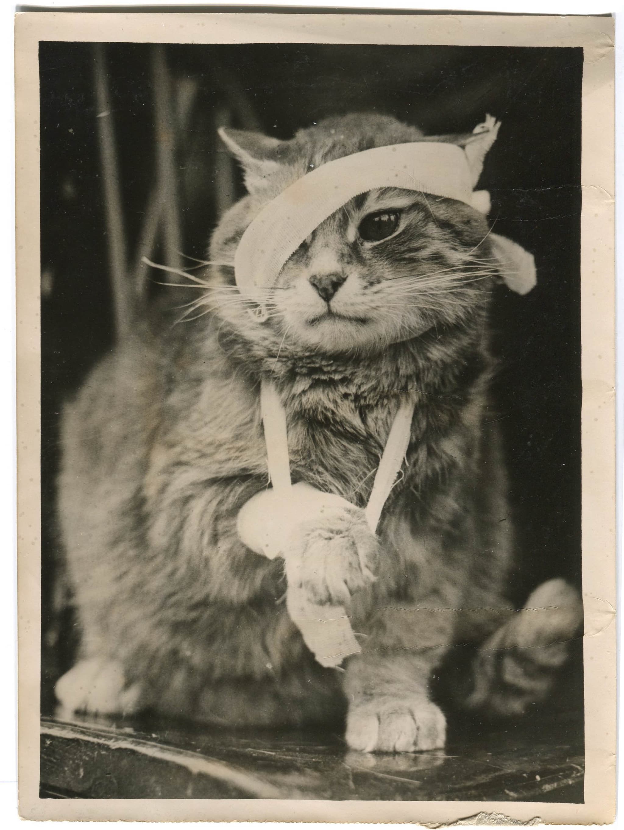 Cat with Bandages Photograph 1960' image 2