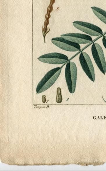 Antique Botanical Print - 19th Century Hand-Colored Wildflower Lithograph - image 6