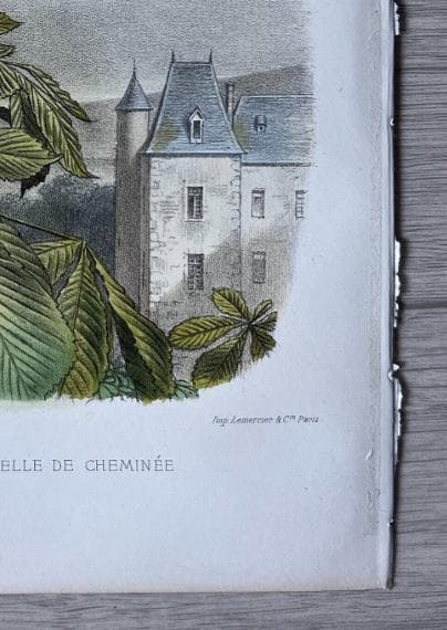 Antique Bird Illustration - "L'Hirondelle de Cheminée" 19th Century French image 6