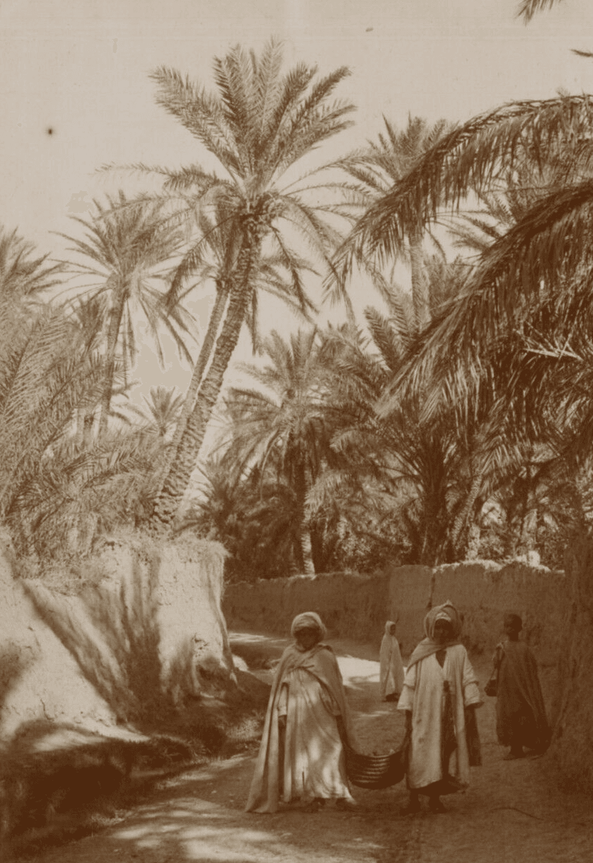 Vintage Photographs Orientalism Algeria, People, Palm Trees image 1