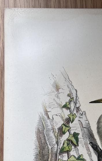 Vintage Ornithological Illustration by Edouard TRAVIES (1809-1869) Pic Vert image 8