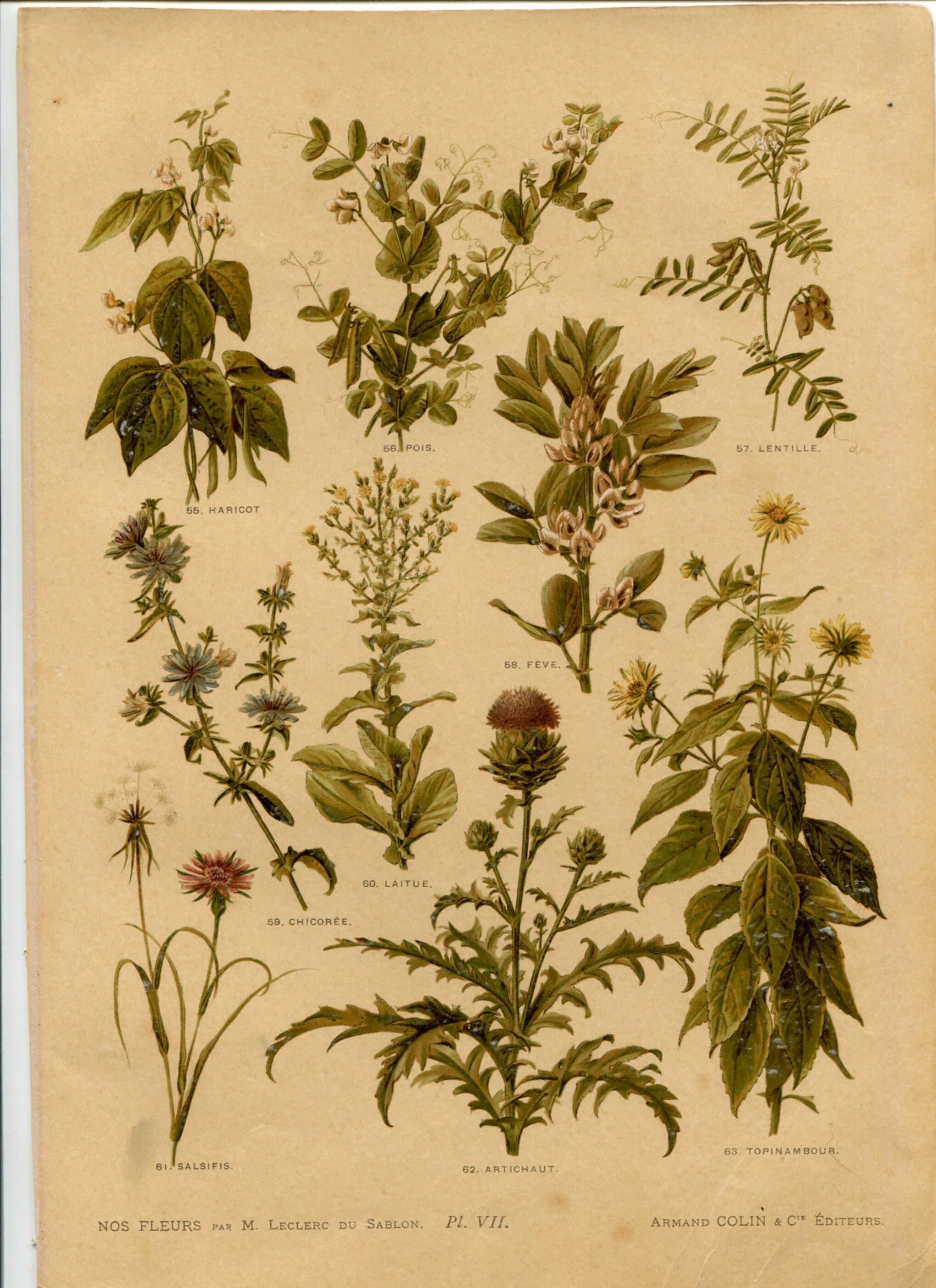 Antique Botanical Print - Plate VII from "Nos Fleurs" by Leclerc du Sablon image 2