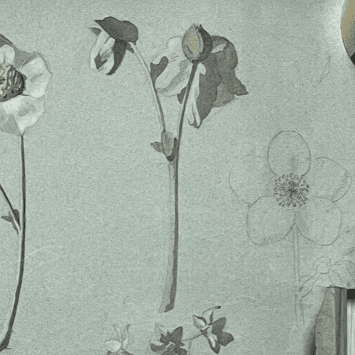 Antique Original Drawing Flowers, Floral, Still Life, Daisy image 3
