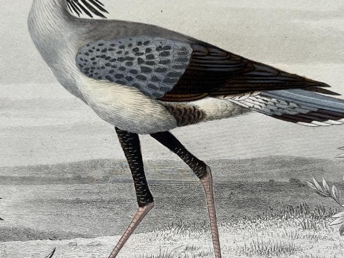 Antique Secretary Bird Illustration - Serpentarius Reptiliverus by Edouard image 6