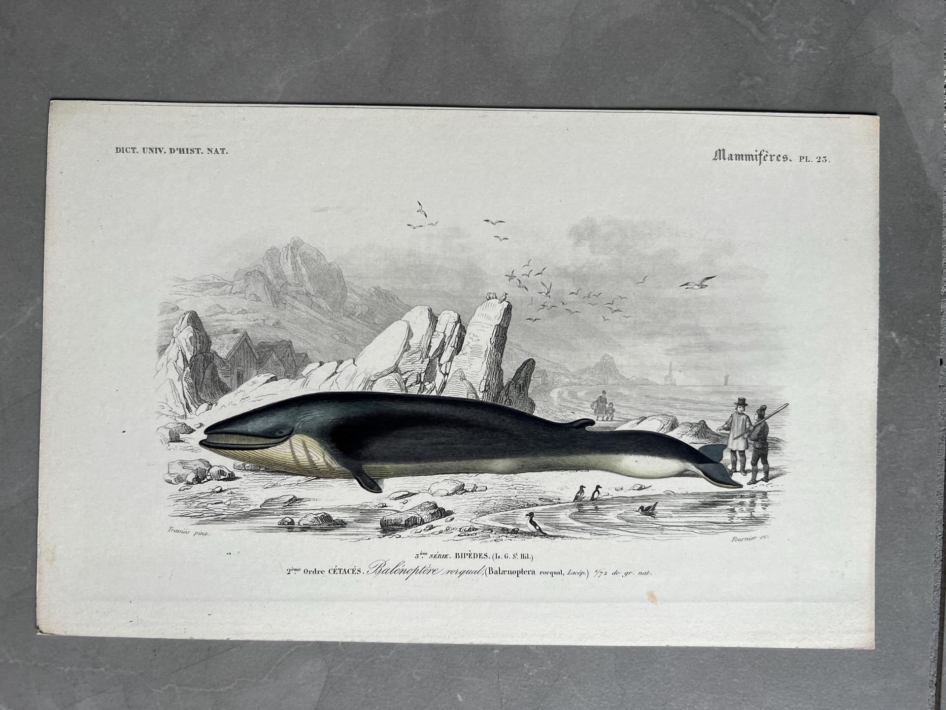 Antique Blue Whale Natural History Print by Edouard TRAVIES (1809-1869)