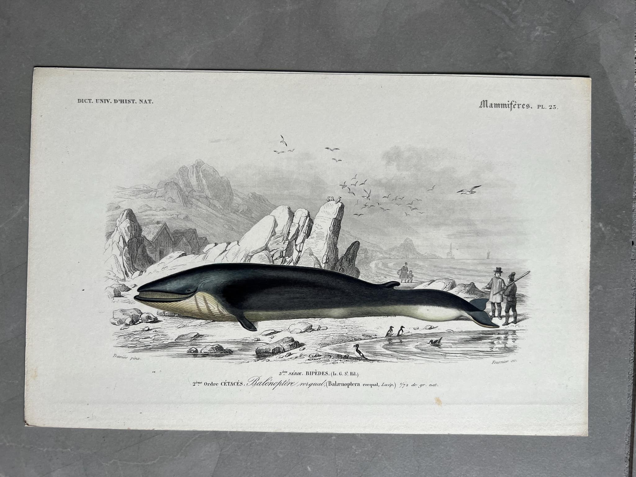 Antique Blue Whale Natural History Print  by Edouard TRAVIES (1809-1869) image 1