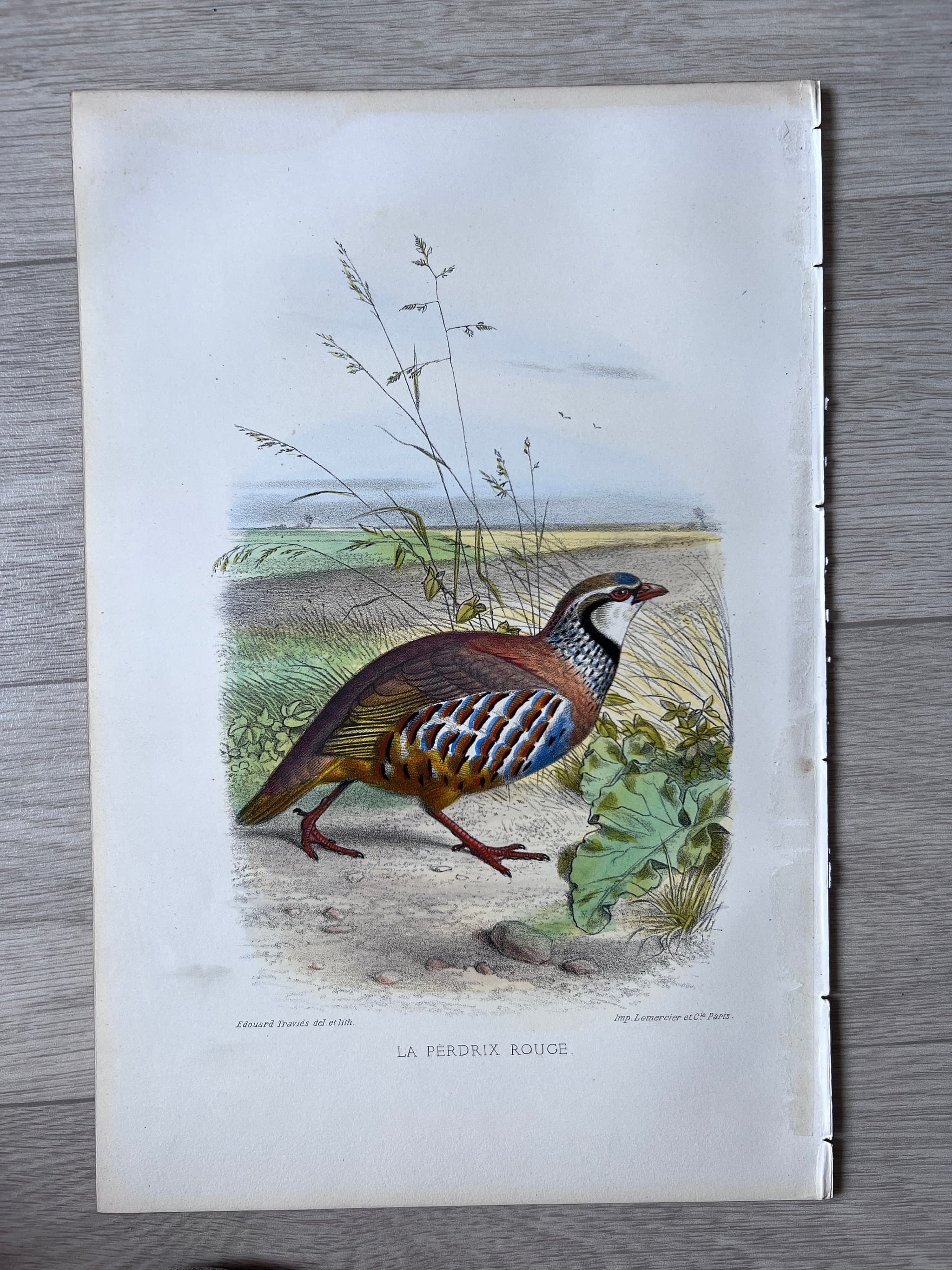 Vintage Illustration of the Red Partridge (La Perdrix Rouge) by Edouard TRAVIES image 2