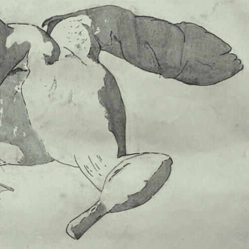 Antique Original Drawing Bird, Duck, Animal, Still Life image 4