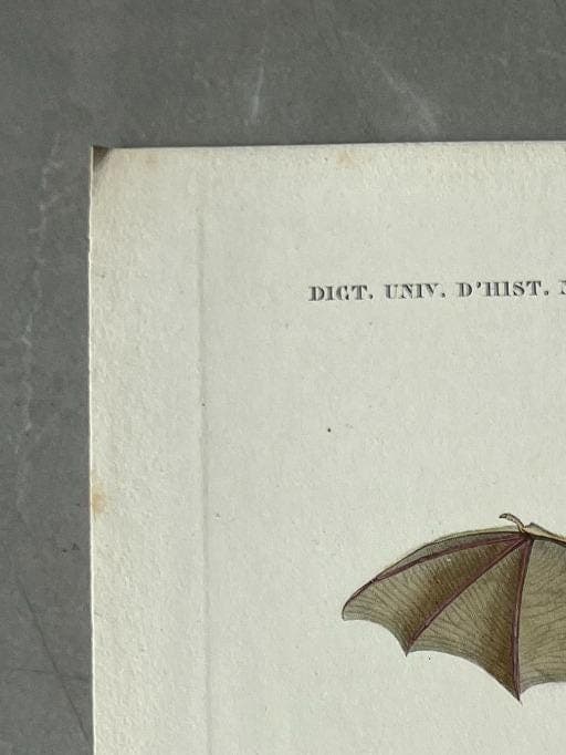 Antique Illustration of Bats (Chiroptera) by Edouard TRAVIES (1809-1869) image 2