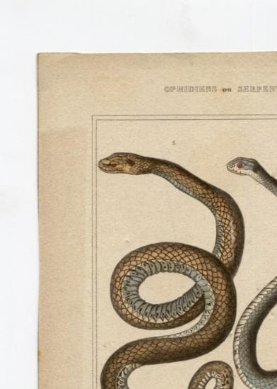 Antique Snake Illustration - Vintage Ophidiens Art - 19th Century Natural image 7