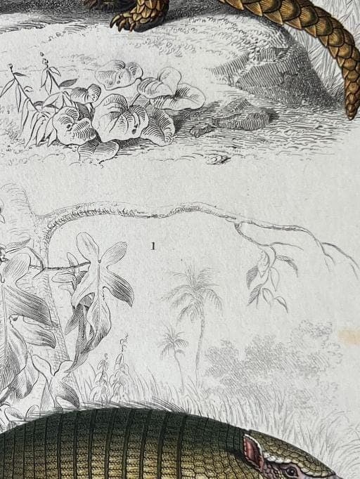 Antique Armadillo and Pangolin Engraving – 19th Century by Edouard TRAVIES image 6