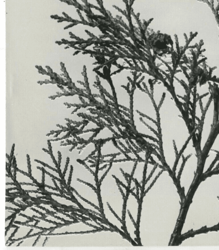 Vintage Photographs Pierre AURADON - Cedrus Leaf Study, Flowers c. 1940 image 2
