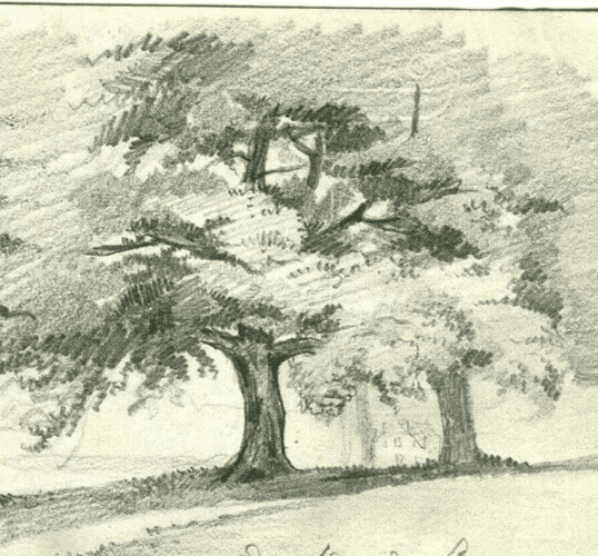 Antique Pencil Drawing Grand Oak Tree of Lignon, Nature, Forest Artwork image 3