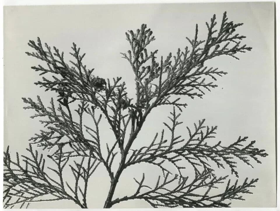 Vintage Photographs Pierre AURADON - Cedrus Leaf Study, Flowers c. 1940 image 5