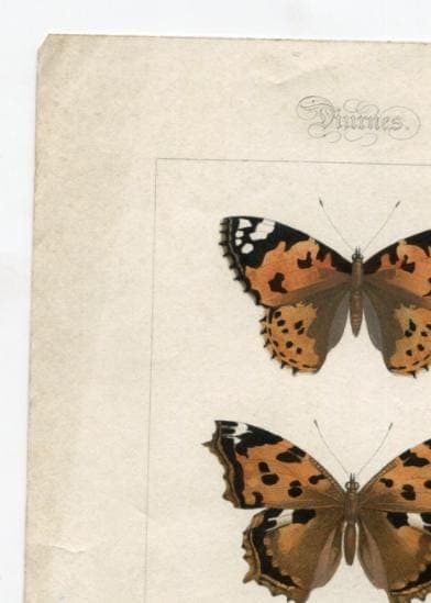Antique Butterfly Illustration - Vintage Lepidoptera Art - 19th Century Natural image 7