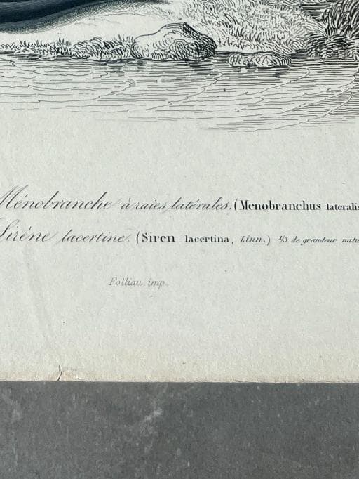 Vintage Salamander and Siren Natural History Print by Edouard TRAVIES image 9
