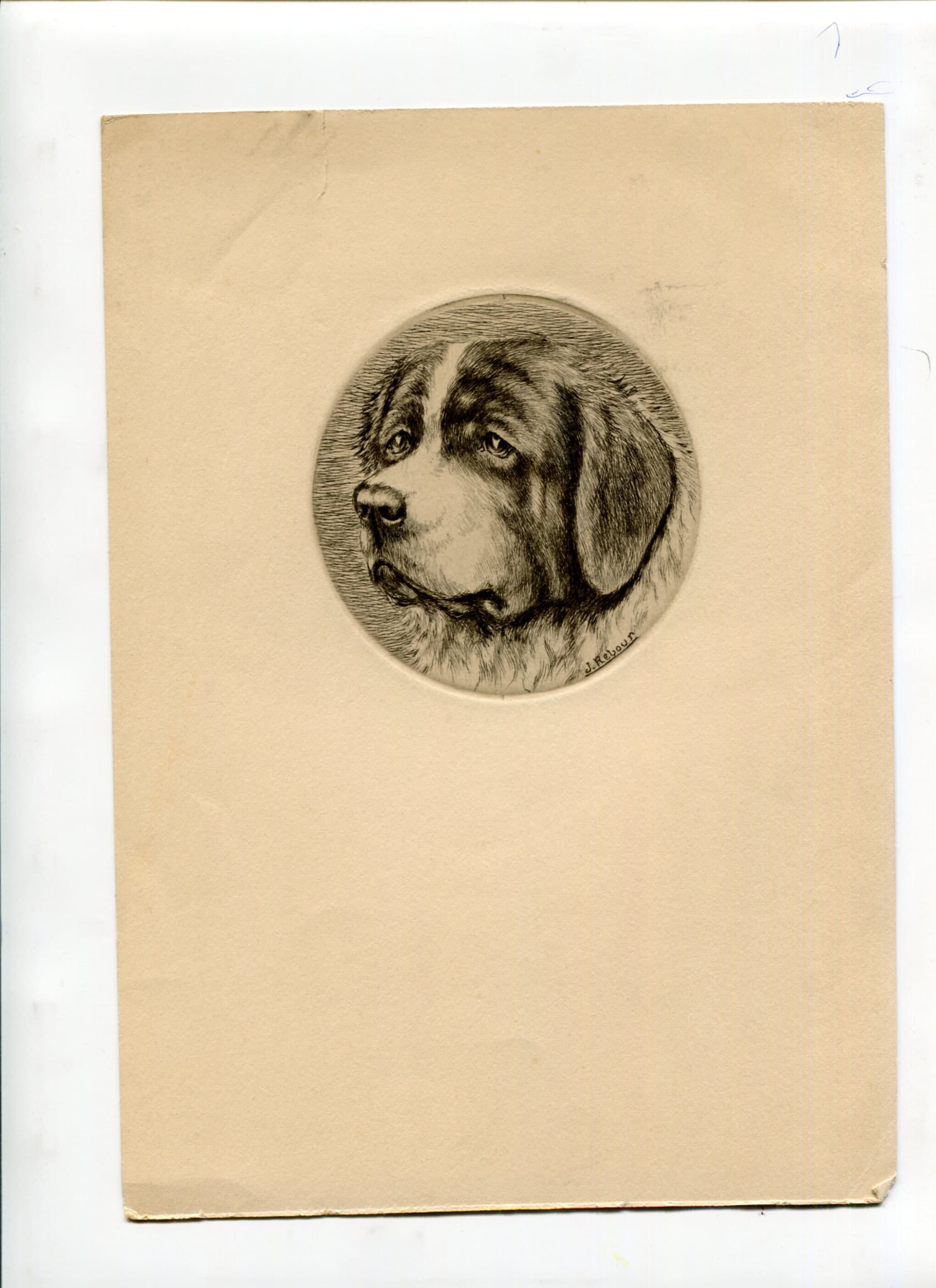 Antique Dog Portrait Illustration - St. Bernard Head Study - 19th Century Animal image 2