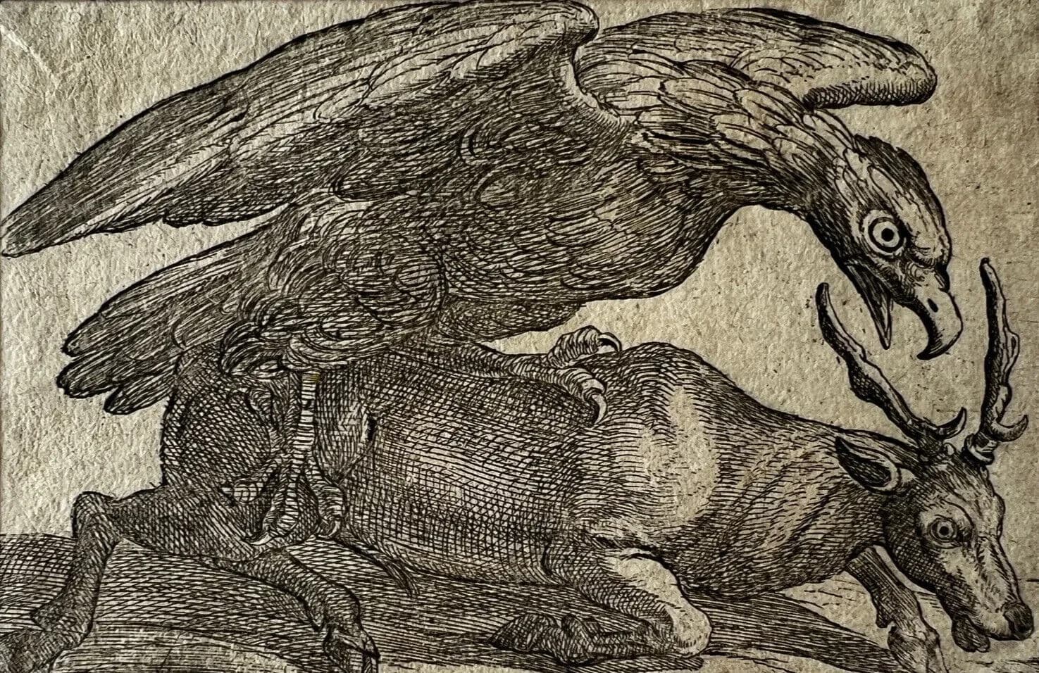 Antique Original Etching 17th century engraving, Eagle and Dear image 7