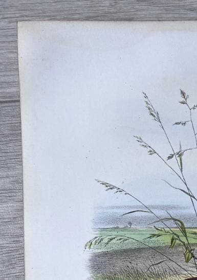 Vintage Illustration of the Red Partridge (La Perdrix Rouge) by Edouard TRAVIES image 10