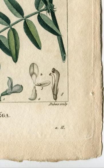 Antique Botanical Print - 19th Century Hand-Colored Wildflower Lithograph - image 7