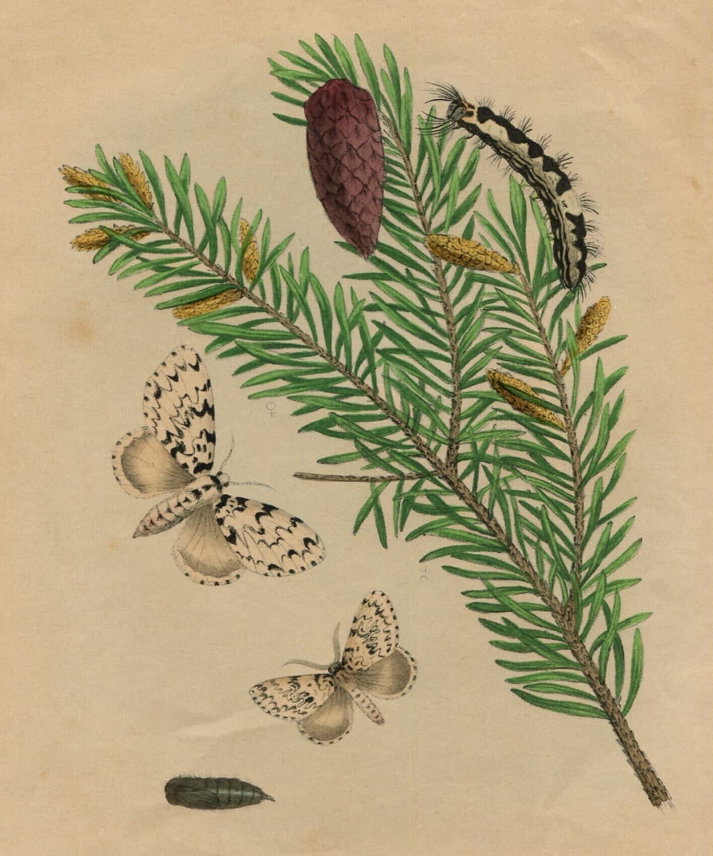 Antique Natural History Print - "Liparis Moine sur le Sapin Picea" (19th image 1